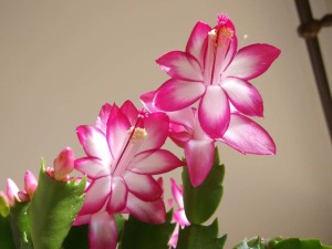 Christmas cactus, thanksgiving cactus, schlumbergera truncata, pink flowering schlumbergera,