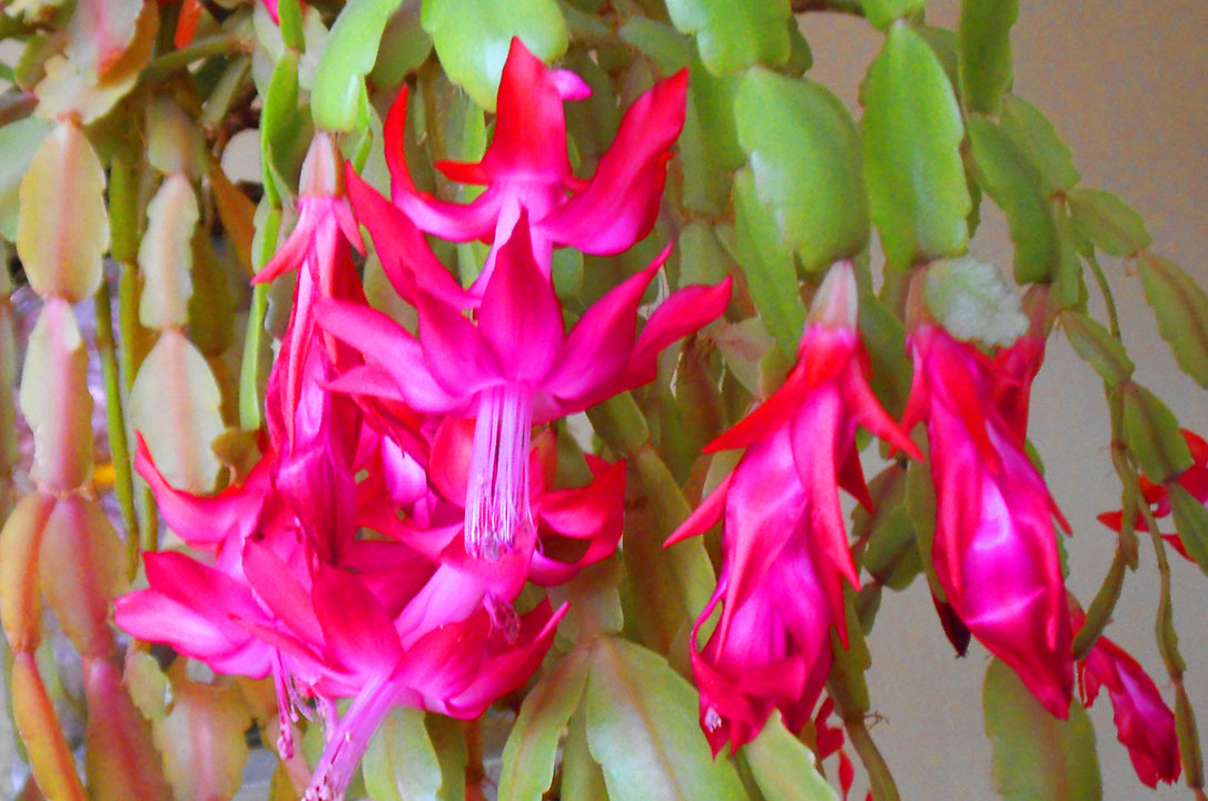 Christmas cactus flowers, Christmas cactus, Schlumbergera buckleyi,,