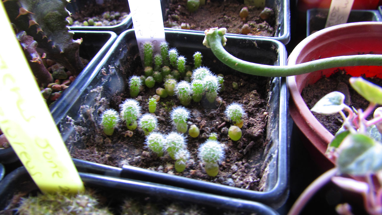 cactus seedlings, how to grow cactus from seed