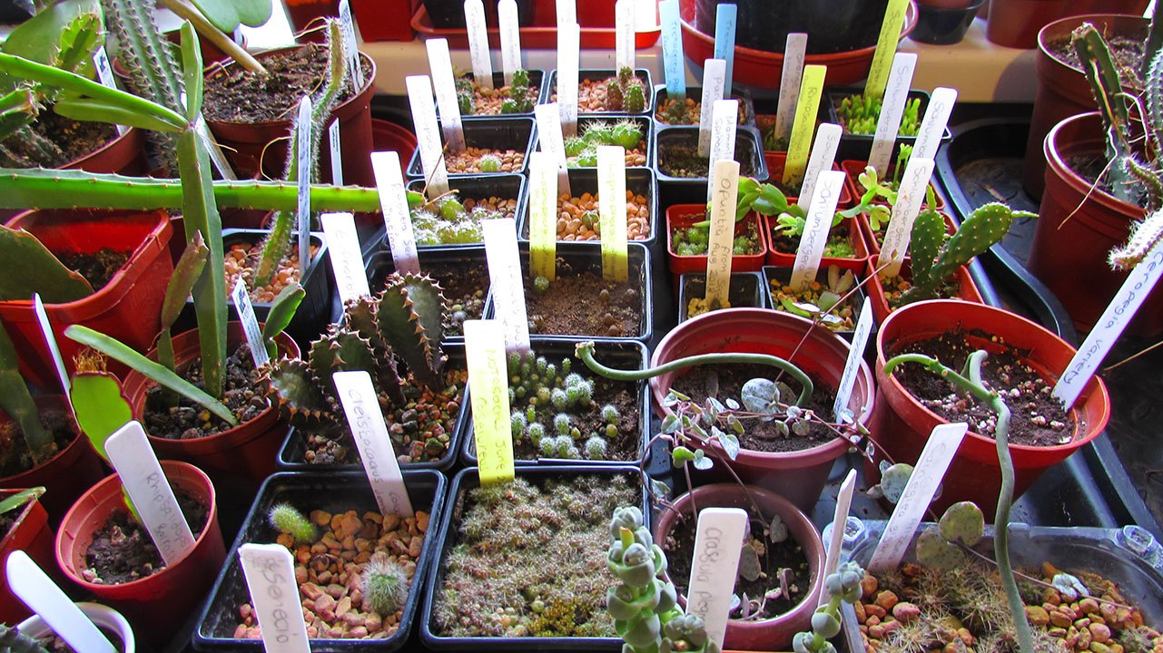 cactus seedlings