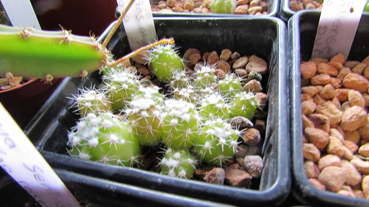 echinopsis subdenudata seedlings, cactus seedlings, domino cactus seedlings, sea urchin cactus seedlings,
