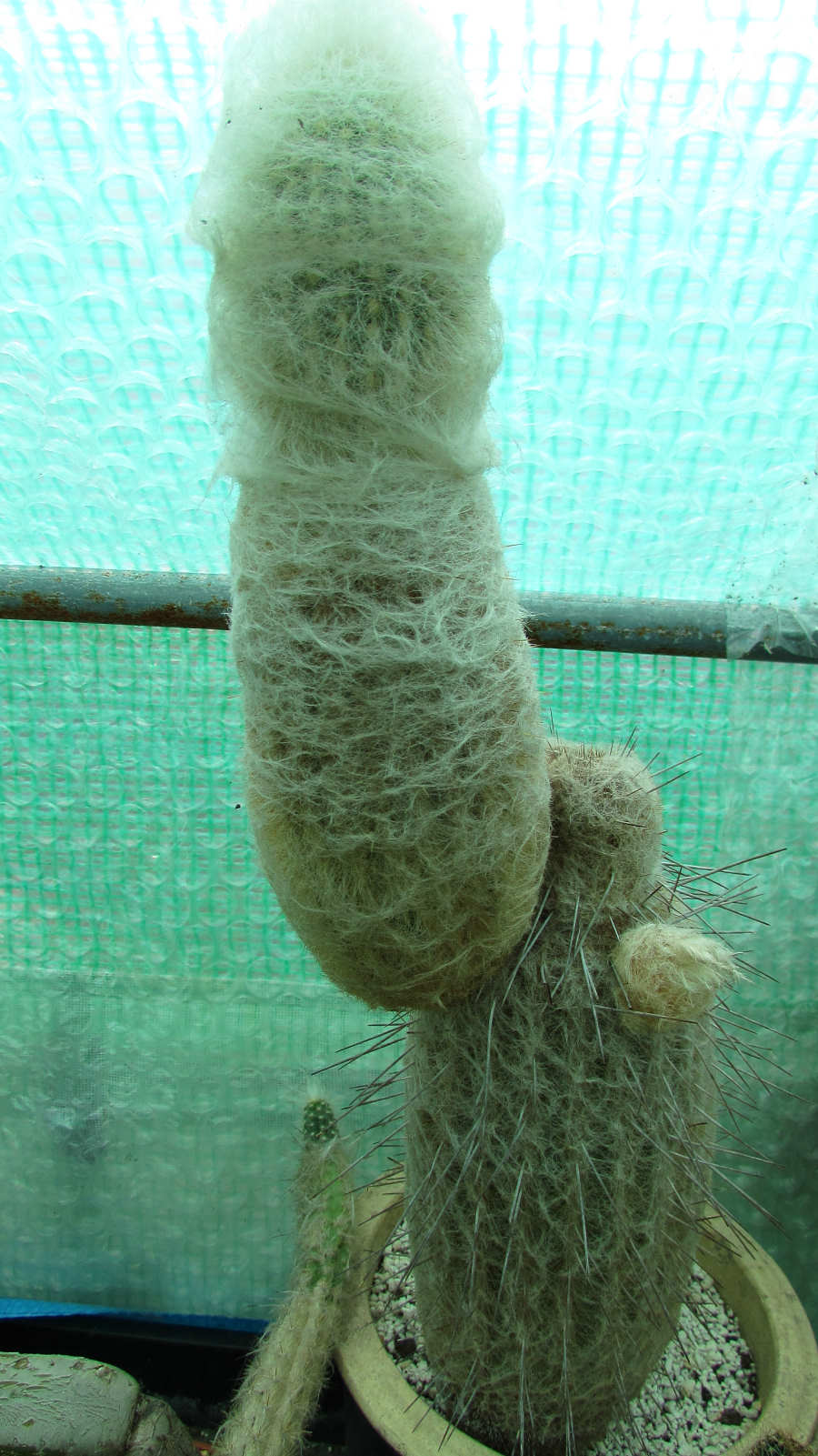 Espostoa with lots of woven woolly hair