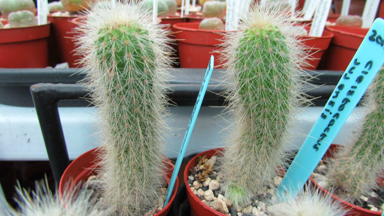 Cleistocactus Seedlings with woolly hair