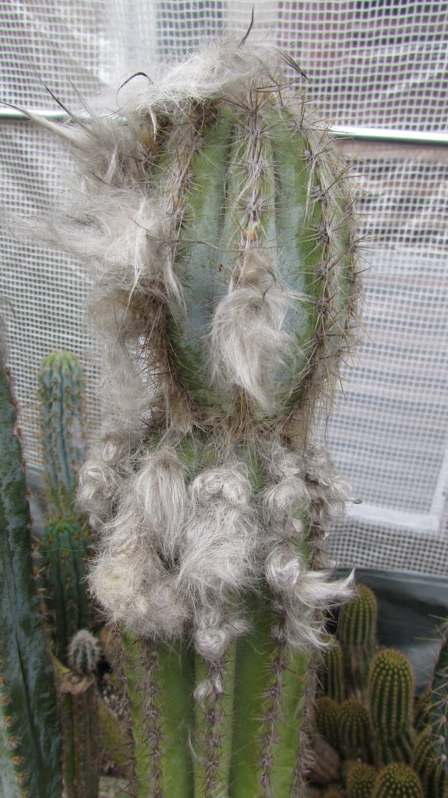 Pilosocereus produce white hair when they are mature enough to flower