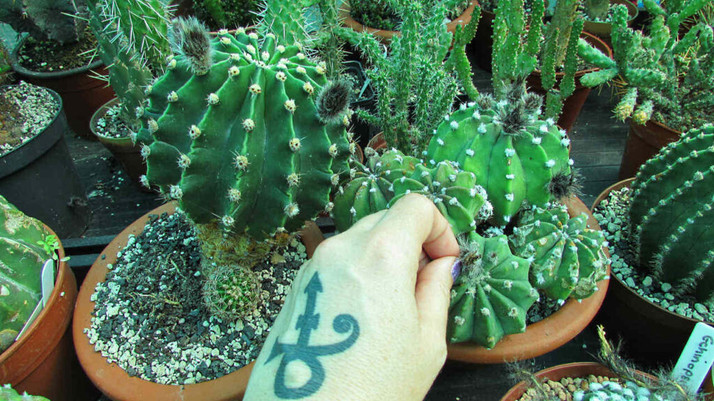 Why do some Cacti have Hair ? Desert Plants Of Avalon
