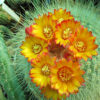 Its been a BLOOMING lovely Summer for my Cactus Plants