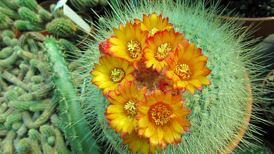 Parodia chrysacanthion Cactus flowers, cactus flowers, chrysacanthion 'Rubra Orange flame' Cactus,