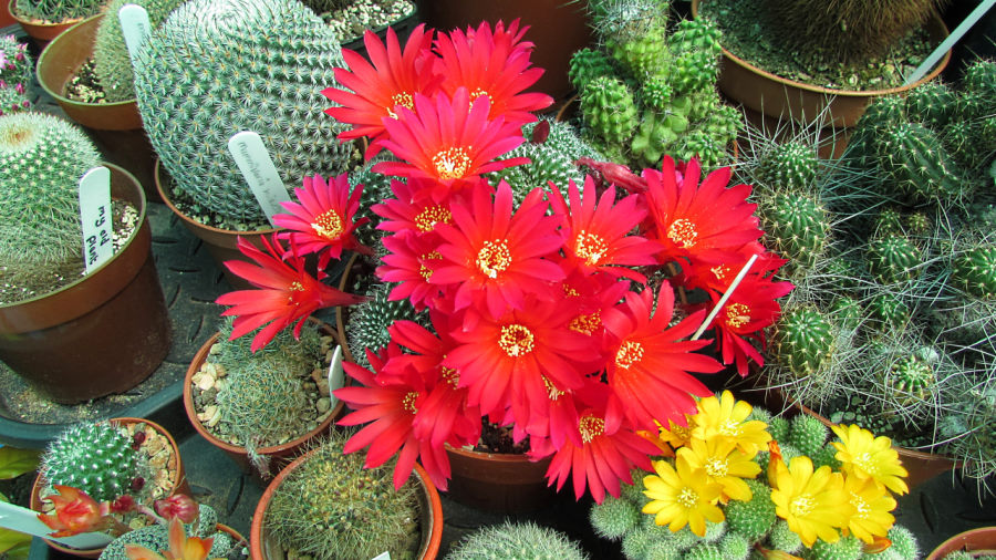 Sulcorebutia in flower, Sulcorebutia cactus, red flowering sulcorebutia