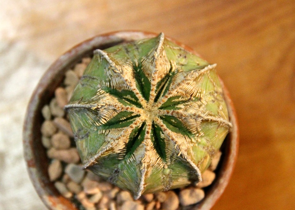 New cactus aztekium valdezii 10 seeds very rare