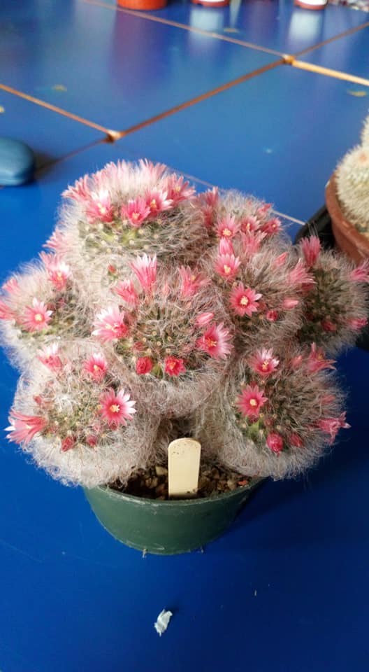 Mammillaria glassii with white fluffy hair in stunning pink bloom
