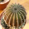 How to Care For & Grow Uebelmannia Cacti