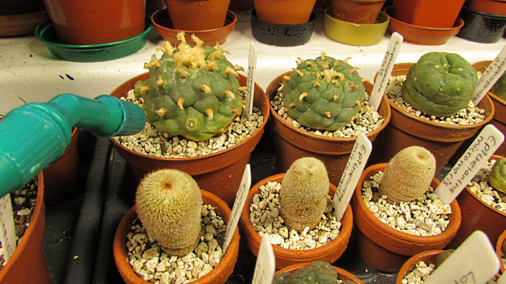 Why is My Cactus dropping Buds ? Desert Plants Of Avalon