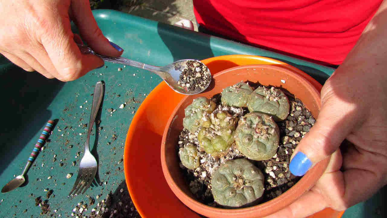 How to repot a cactus