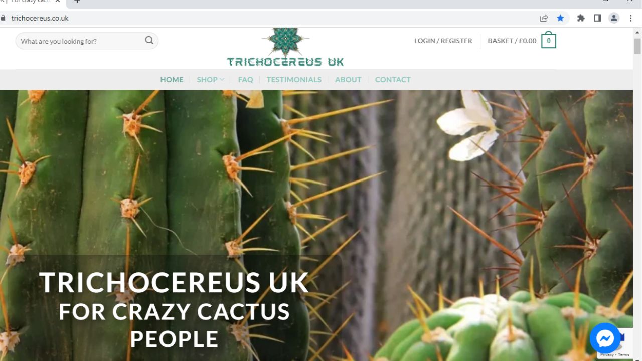 Trichocereus for sale, Trichocereus cacti, Trichocereus, San pedro cactus, San pedro cactus for sale, 