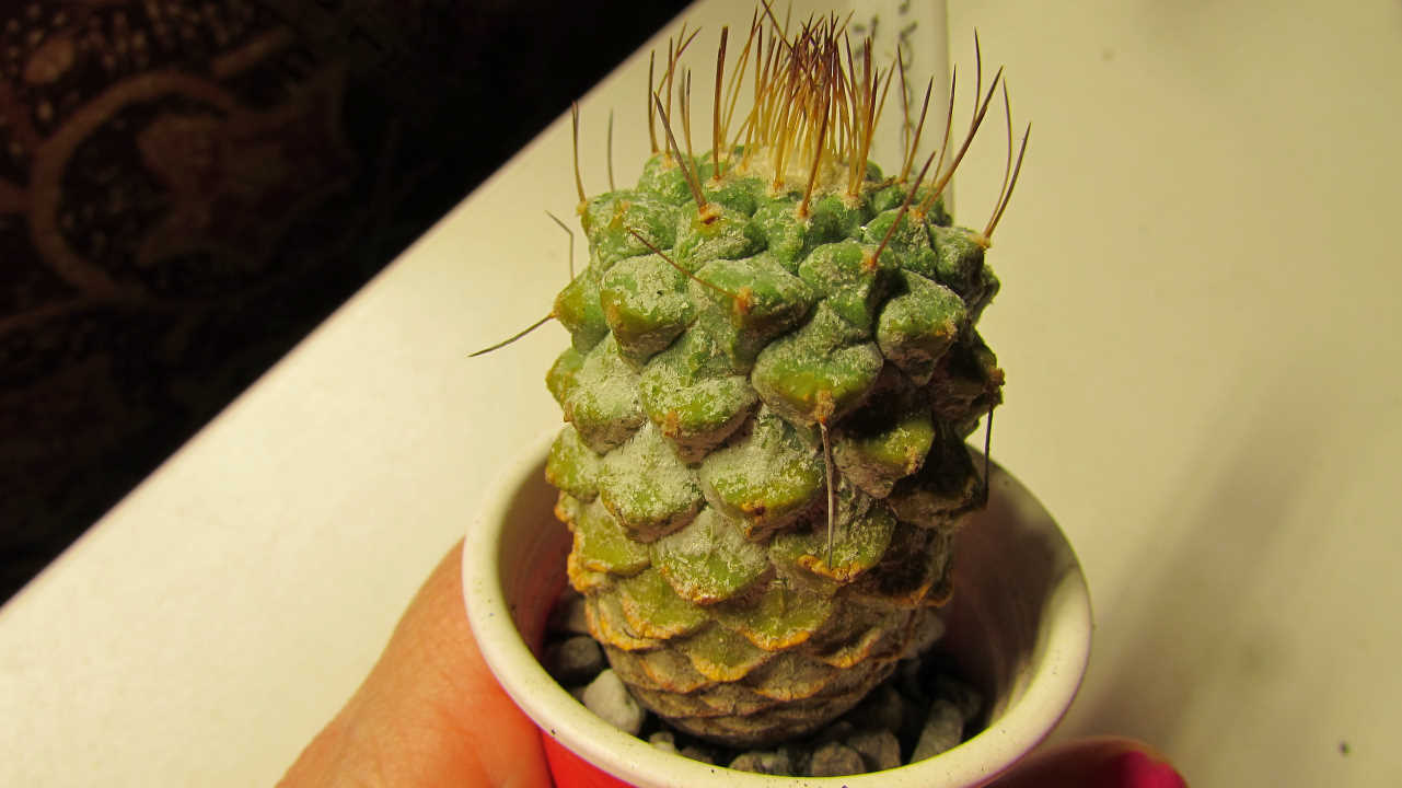 Strombocactus, Strombocactus disciformis, Strombocactus for sale, rare cacti for sale, rare cactus, rare cacti, rare cactus plants,
