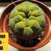 Cold Damage on Matucana Cactus- The causes & How to prevent.
