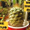 How To Grow Strombocactus disciformis – RARE CACTUS