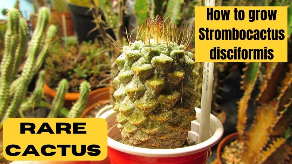 Strombocactus disciformis, Strombocactus, rare cacti, rare cactus for sale, rare cacti for sale, rare cactus plants,