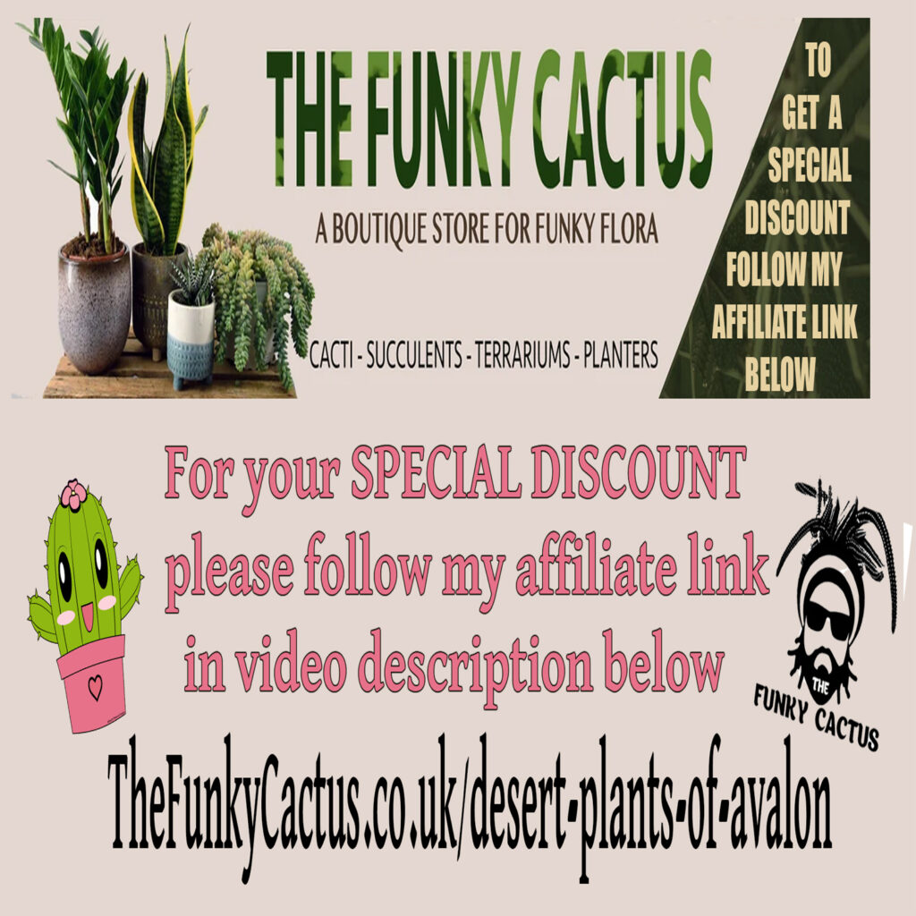 The Funky Cactus