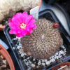 Its been a Spring of Cactus Blooms Galore