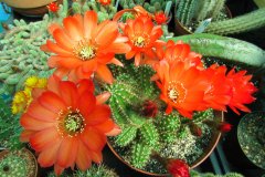 chamacereus-multiple-blooms