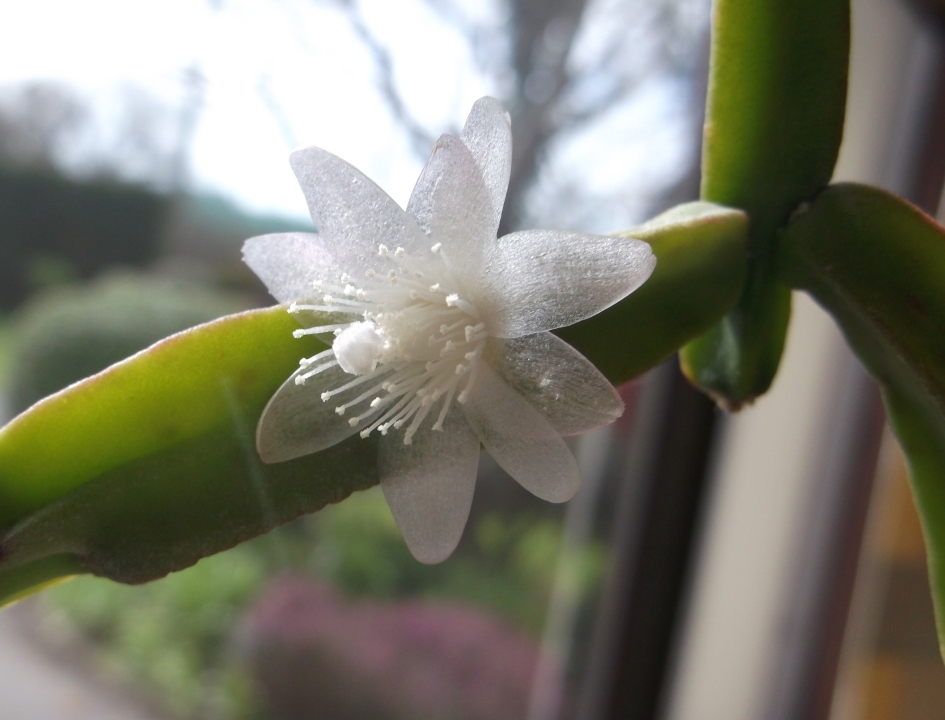 mistletoe-rhipsalis-bloom-tight