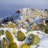 How To Prepare for Cactus Winter Care and Dormancy