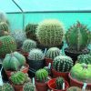 Can you Grow Cactus Plants in a North Facing Window ?