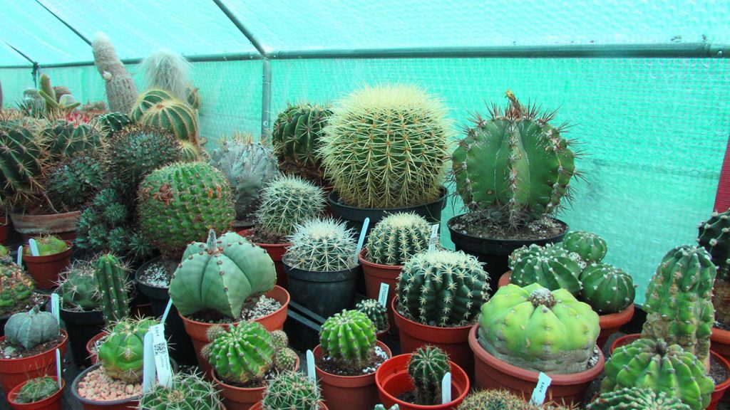 cacti, cactus plants, desert plants of avalon, Succulents, succulent plants,