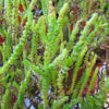 How to Grow & Care for Crassula muscosa, aka The Watch Chain Plant – Crassula muscosa, Crassula lycopodioides, Crassula pseudolycopodioides