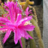 Its been a Blooming Lovely Cactus Season so far