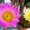 My Cactus Flowers of Spring & Summer 2025